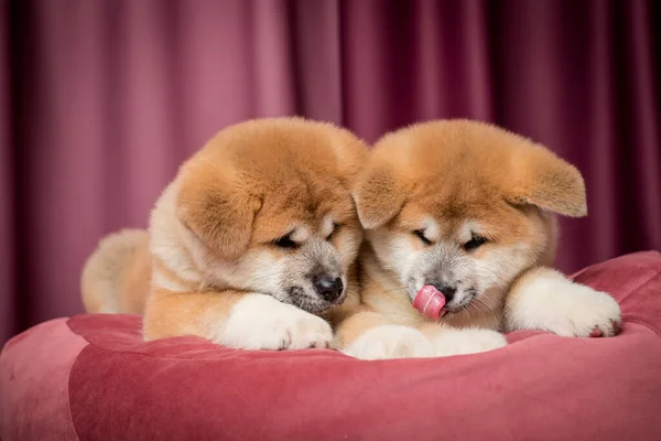 Par Dois Cachorros Bonitos Deitado Travesseiro Rosa Salientando Sua Língua — Fotografia de Stock