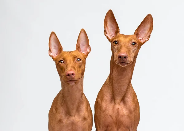 Par Dois Cães Bonitos Sentados Olhando Diretamente Para Câmera Posando — Fotografia de Stock