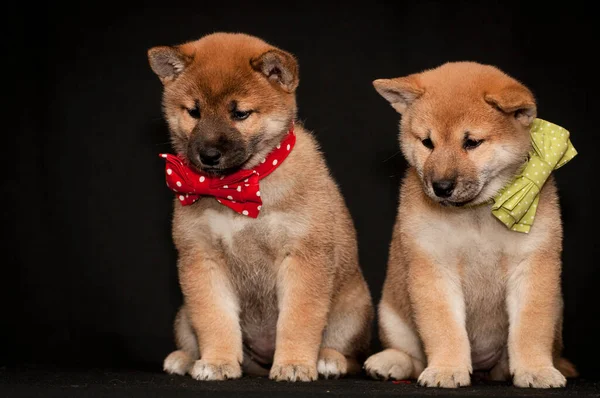 写真撮影のために首に赤と黄色の弓を身に着けている2匹の可愛い子犬のペア — ストック写真