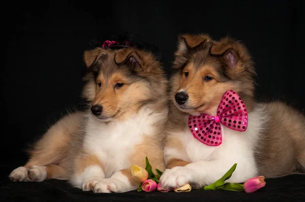 Par Dois Cães Muito Giros Provavelmente Ter Encontro Deles Usando — Fotografia de Stock