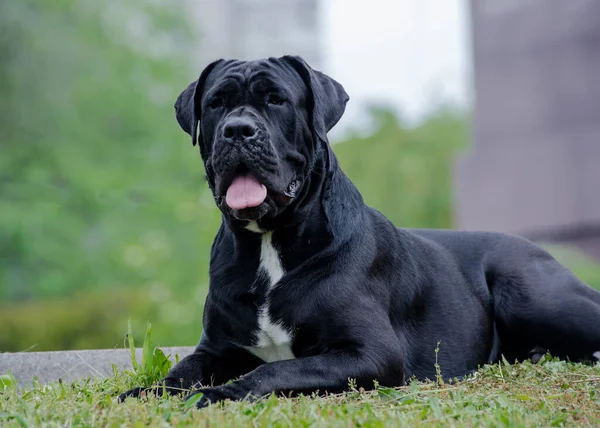 一只又大又漂亮的黑狗坐在公园里摆姿势拍照的照片 — 图库照片