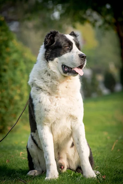 一只又大又壮又漂亮的狗坐在公园里摆姿势拍照的照片 — 图库照片