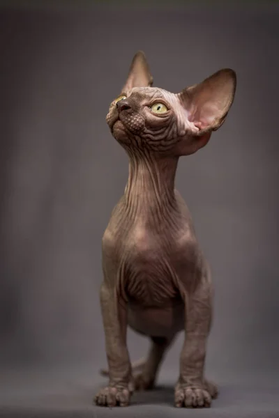 Sphynx 귀여운 사진은 생각깊게 어딘가를찾고 — 스톡 사진