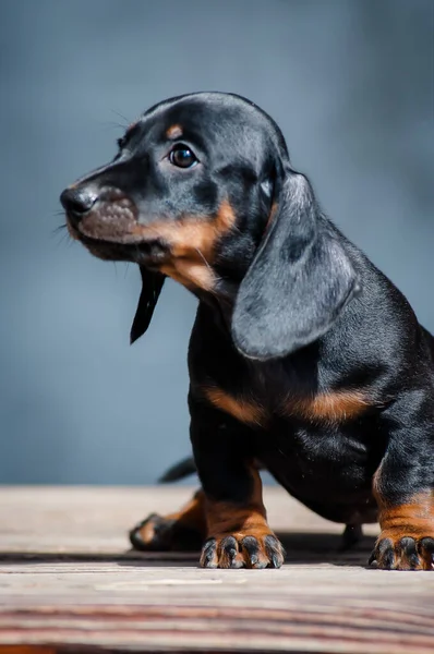 Una Foto Lindo Cachorro Negro Que Sienta Posa Para Las — Foto de Stock