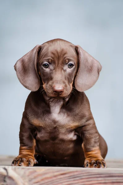 Una Foto Lindo Cachorro Marrón Oscuro Que Sienta Posa Para — Foto de Stock