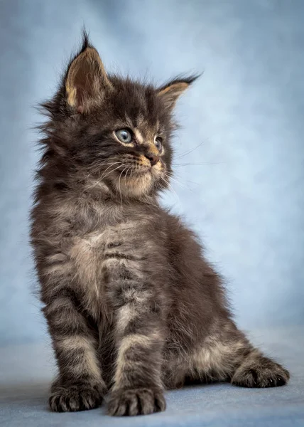 Sebuah Foto Anak Kucing Kecil Berbulu Dan Abu Abu Duduk — Stok Foto