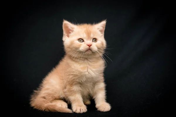 Sebuah Foto Anak Kucing Sedikit Cantik Dengan Bulu Yang Sangat — Stok Foto