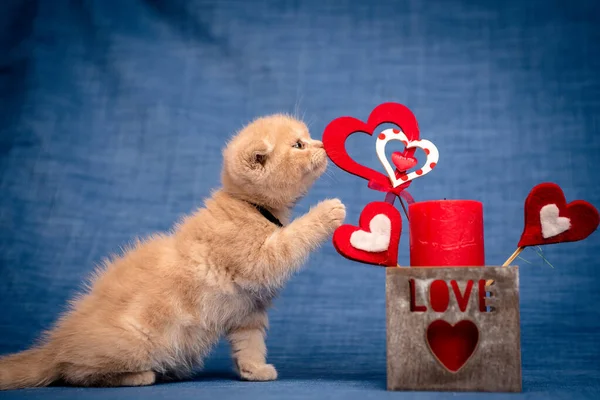 Fotka Hezkého Koťátka Jak Hraje Červeným Krásným Srdcem — Stock fotografie