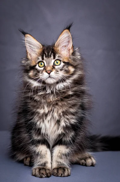 Una Foto Gato Muy Hermoso Lindo Con Ojos Grandes Verdes —  Fotos de Stock