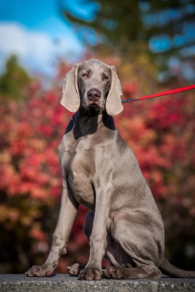非常に美しいとかわいい犬の写真その毛皮の非常に興味深い灰色の色 — ストック写真
