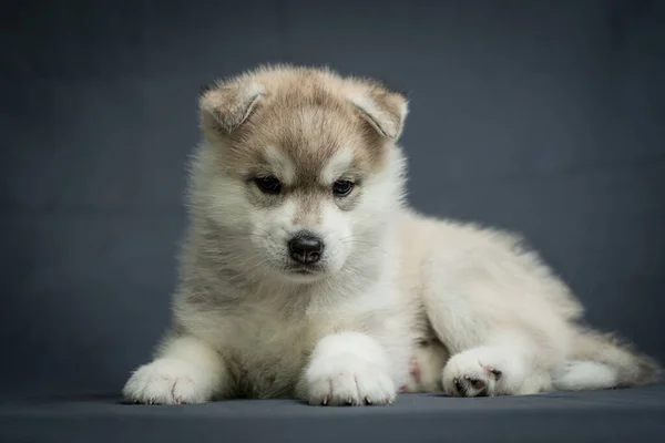 灰色の背景の写真のために座ってポーズをとっているとても美しく毛皮のような子犬の写真 — ストック写真