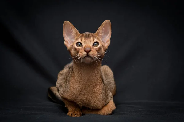 Ett Foto Mycket Vacker Katt Som Ligger Den Svarta Filten — Stockfoto