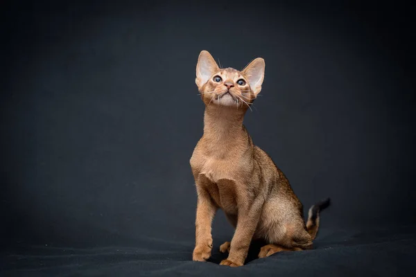 Uma Foto Gato Muito Bonito Que Espera Que Alguém Brinque — Fotografia de Stock