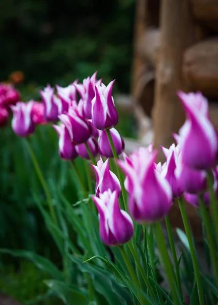 Una Foto Púrpura Muy Bonito Con Tulipanes Blancos Que Crecen — Foto de Stock