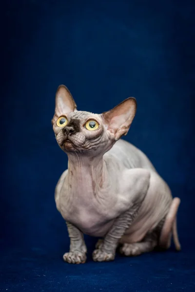 一张非常漂亮的Sphynx猫的照片 它坐在那里 用大大的绿色眼睛直视着摄像机 这似乎是非常有趣的 — 图库照片