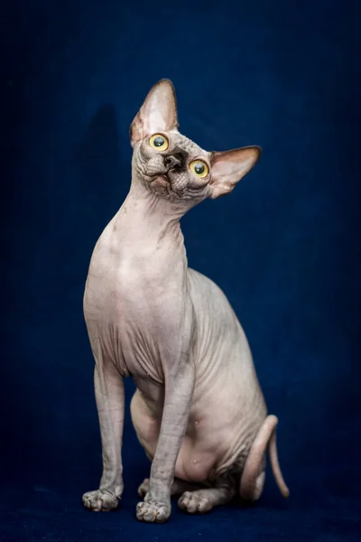 Ett Foto Mycket Vacker Sphynx Katt Sitter Och Tittar Rakt — Stockfoto