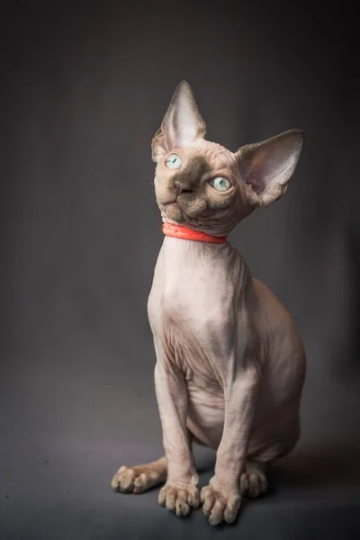 Ett Foto Mycket Vacker Sphynx Katt Bär Röd Krage Och — Stockfoto