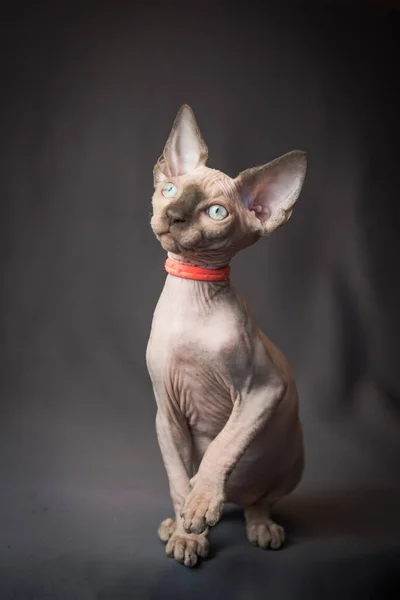 Egy Kép Egy Gyönyörű Szfinx Macskáról Piros Gallérral Pózolva Fotókhoz — Stock Fotó