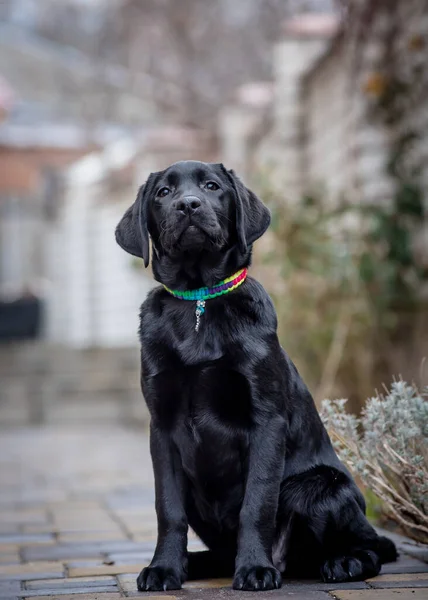 Uma Foto Cão Preto Muito Bonito Vestindo Uma Coleira Colorida — Fotografia de Stock