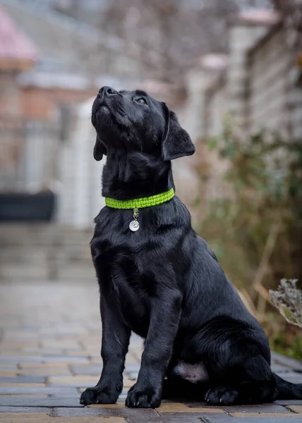 Çok Güzel Siyah Bir Köpeğin Yeşil Yakalı Bir Fotoğrafı Arka — Stok fotoğraf