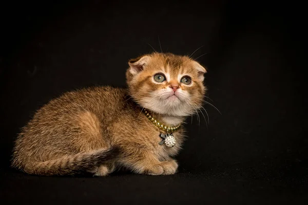 Sebuah Foto Kucing Yang Sangat Lucu Yang Mengenakan Sedikit Mutiara — Stok Foto