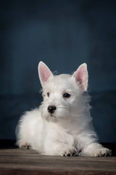 Uma Foto Cão Muito Bonito Com Pele Branca Nevada Bonita — Fotografia de Stock