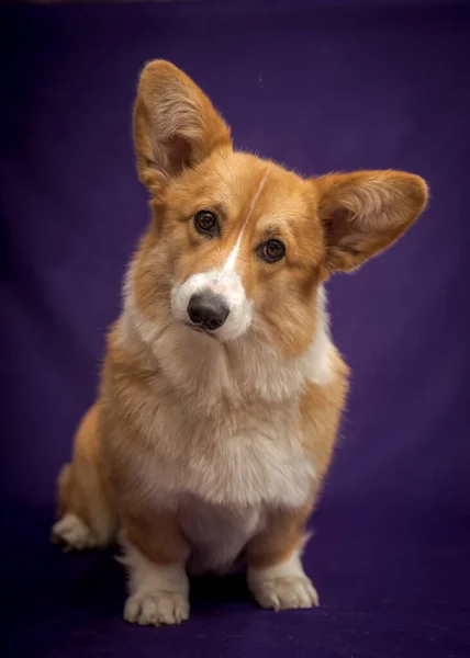 Une Photo Chien Très Mignon Avec Une Belle Fourrure Posant — Photo