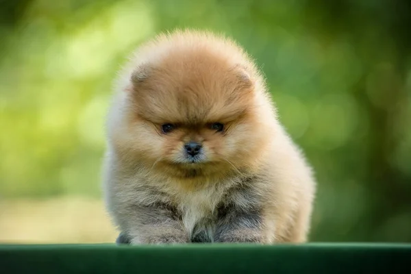 一张非常可爱的小狗的照片 在公园里令人毛骨悚然 摆姿势拍照 — 图库照片