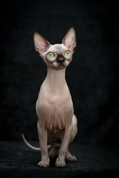 배경의 사진을 앉아서 포즈를 취하는 귀엽고 스핑크스 고양이의 — 스톡 사진