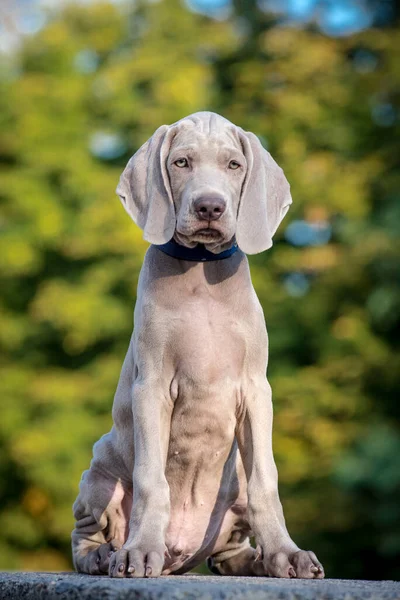 Ett Foto Extremt Vacker Hund Med Fin Pälsfärg Som Sitter — Stockfoto
