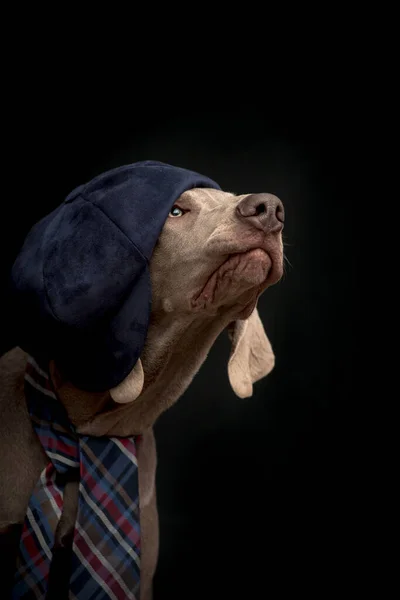 Zdjęcie Niezwykle Słodkiego Psa Noszącego Krawat Ładny Kapelusz Patrzącego Górę — Zdjęcie stockowe