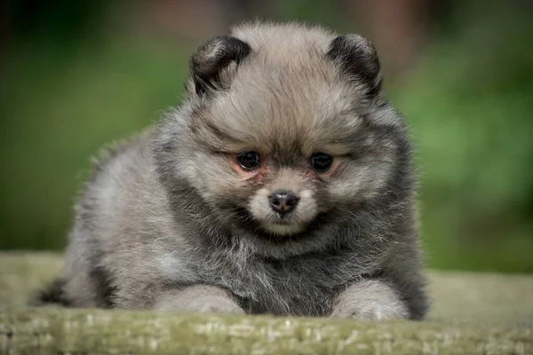 Uma Foto Filhote Cachorro Extremamente Bonito Cinza Que Está Olhando — Fotografia de Stock