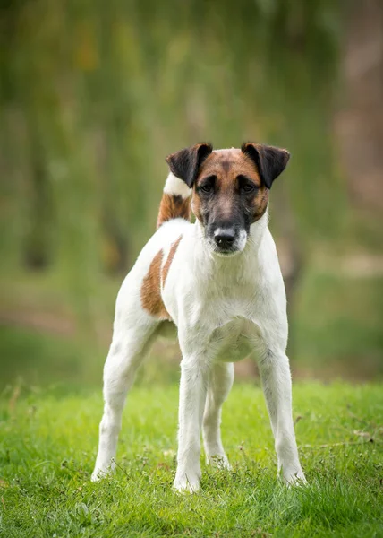 Uma Foto Cão Bonito Que Confiantemente Campo Olhando Para Câmera — Fotografia de Stock