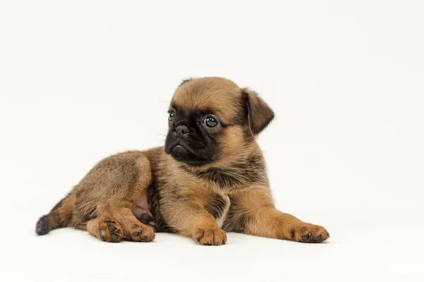 白い背景の写真のために小さな子犬が横たわってポーズをとっている写真 — ストック写真