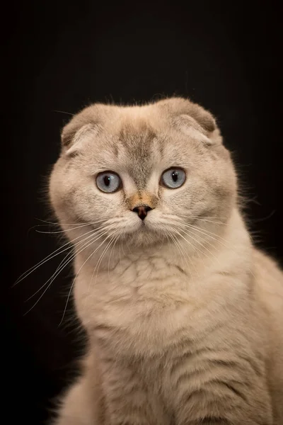 Porträtfoto Einer Schönen Katze Die Direkt Die Kamera Blickt — Stockfoto