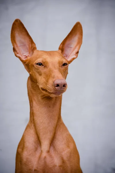 Uma Foto Retrato Cão Gengibre Bonito Com Orelhas Grandes Posando — Fotografia de Stock