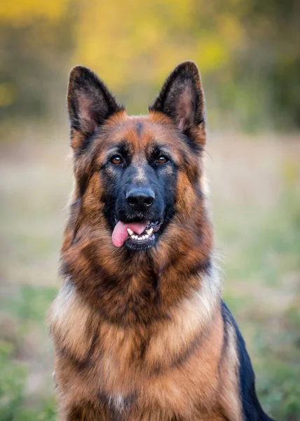 Parkta Yürürken Kameraya Bakan Büyük Güzel Bir Köpeğin Portresi — Stok fotoğraf