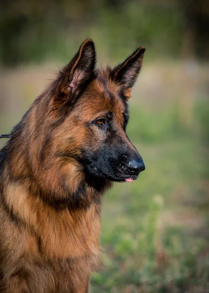 Portrait Photo Big Beautiful Dog Walking Park — Stock Photo, Image