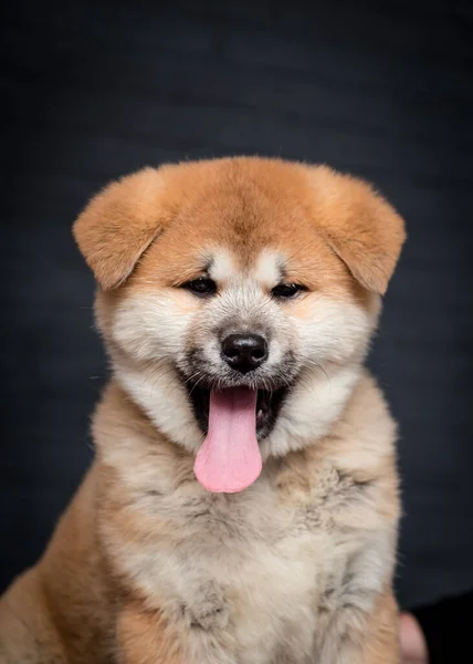 Portrait Photo Cute Fluffy Doggie Sitting Sticking Out Its Tongue — Stock Photo, Image