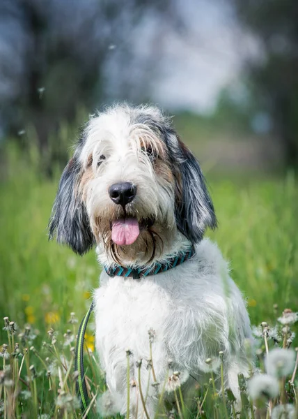 Oturup Dilini Dışarı Çıkaran Sevimli Tüylü Bir Köpeğin Portresi — Stok fotoğraf