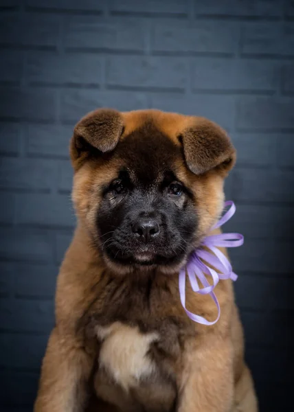 Una Foto Retrato Lindo Cachorro Que Mira Directamente Cámara Posando —  Fotos de Stock