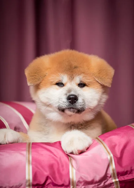 ピンク色のソファの上に寝そべって写真をポーズしている可愛くてふわふわの子犬の肖像写真 — ストック写真