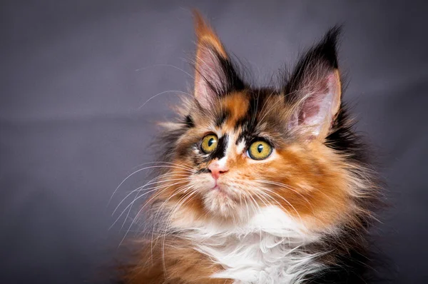 Sebuah Foto Potret Kucing Cantik Dan Sangat Berbulu Dengan Warna — Stok Foto