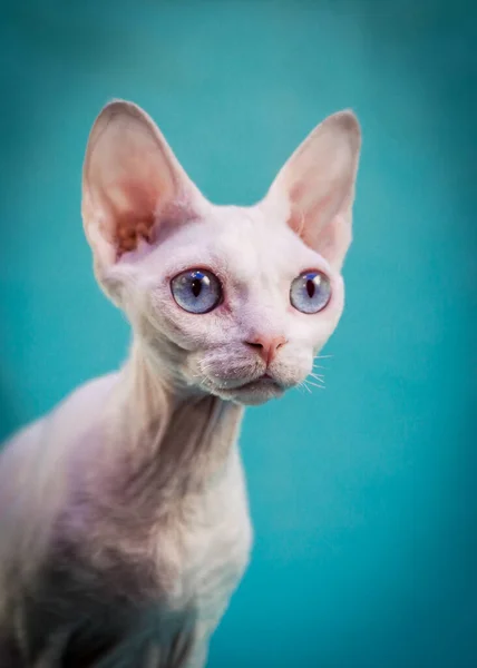 Ett Porträtt Foto Vacker Vit Sphynx Katt Med Vackra Blå — Stockfoto