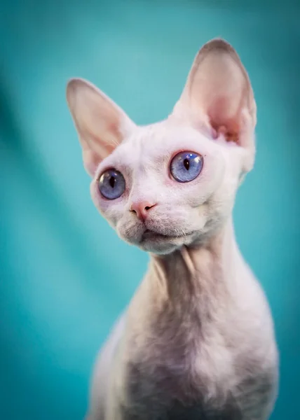 Uma Foto Retrato Gato Esfinge Bonito Branco Com Belos Olhos — Fotografia de Stock
