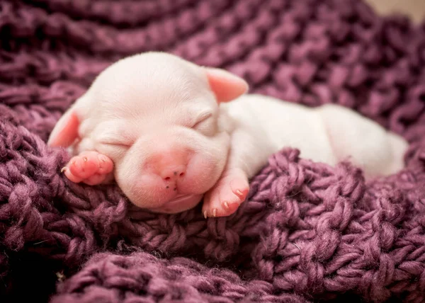 紫の毛布の上で寝ている子犬の肖像写真 — ストック写真