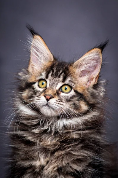 Una Foto Retrato Gato Muy Hermoso Lindo Con Ojos Grandes —  Fotos de Stock