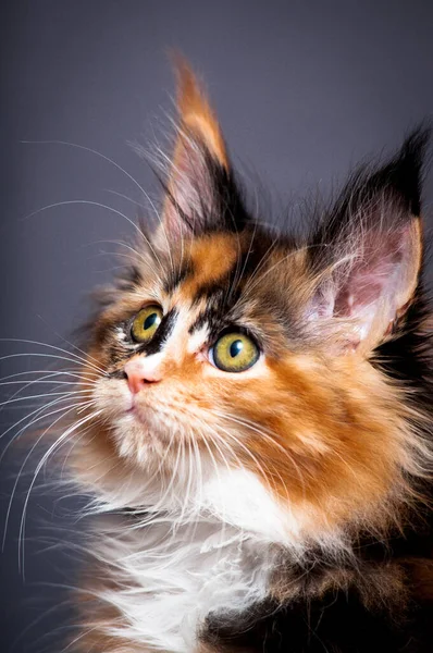 非常に興味深い色の毛皮と大きな緑の目を持つ非常に美しい猫の肖像写真 — ストック写真