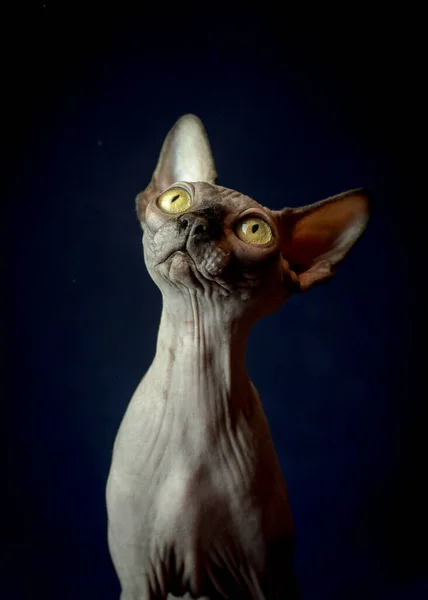 Ett Porträtt Foto Mycket Vacker Sphynx Katt Sitter Och Tittar — Stockfoto