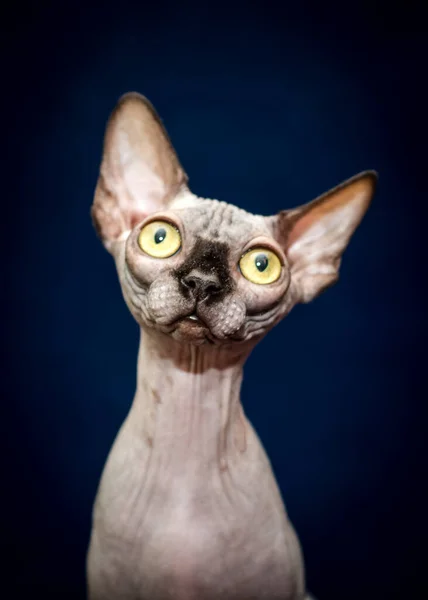 Uma Foto Retrato Gato Esfinge Muito Bonito Sentado Olhando Diretamente — Fotografia de Stock